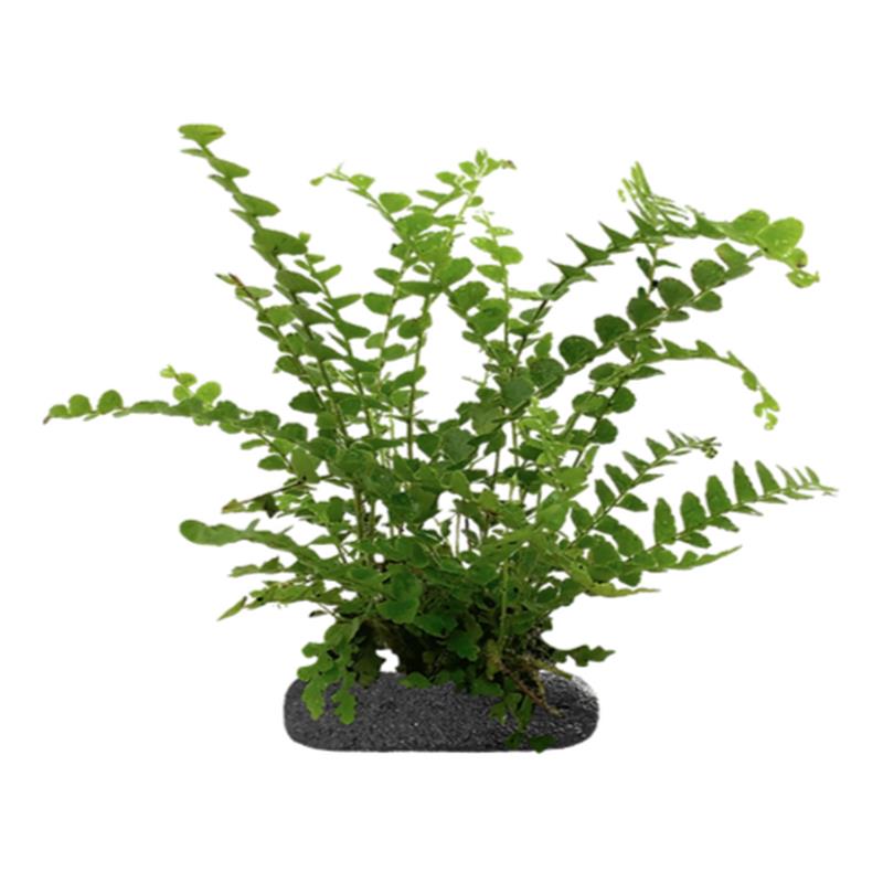 Planta terariu WIO Feriga Lemon Button "Nephrolepis cordifolia" - imagine 3
